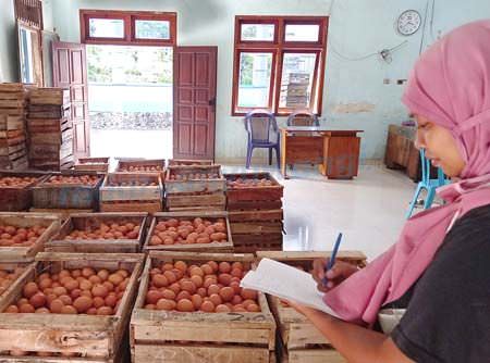 harga-telur-di-pasaran-masih-tinggi
