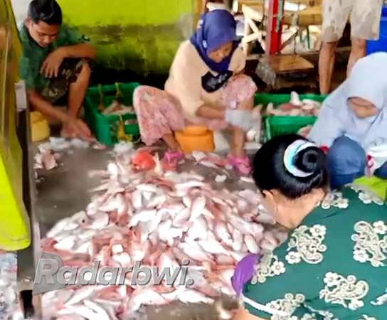 jelang-tahun-baru-sekilo-ikan-mangla-tembus-rp-45-ribu
