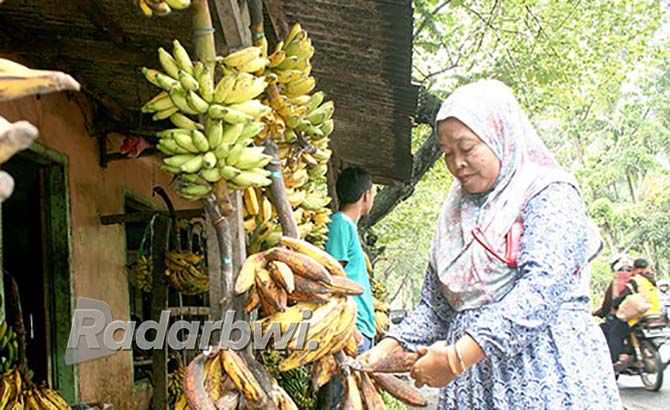 pisang-barlin-si-mungil-yang-disukai-banyak-kalangan