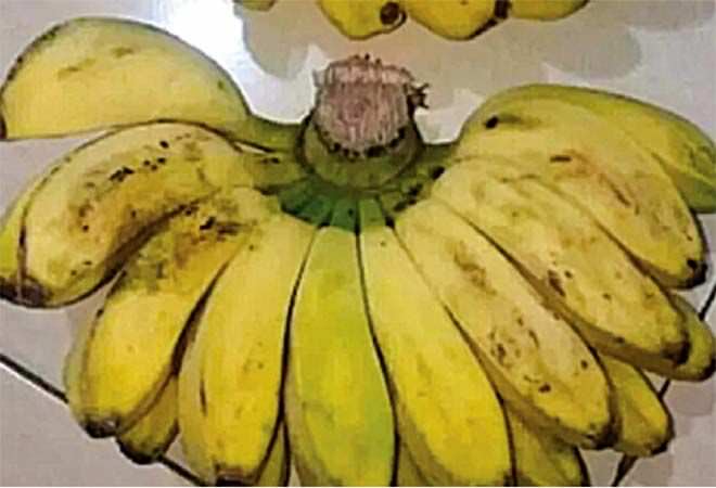 pisang-sobo-lezat-buat-kolak-ampuh-atasi-maag