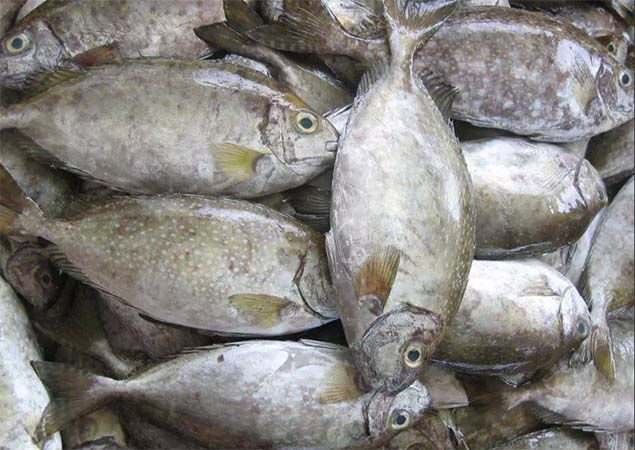 ikan-baronang-dagingnya-kenyal-mampu-mereduksi-depresi
