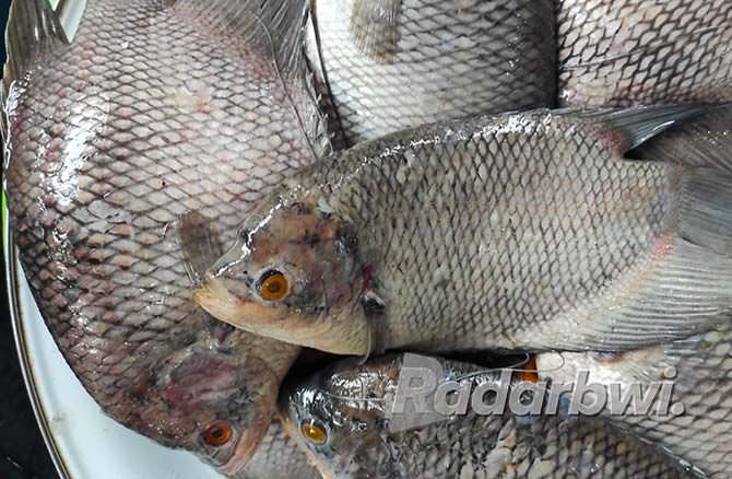 ikan-gurami-bisa-timbul-bau-tanah-jika-salah-cara-memasak