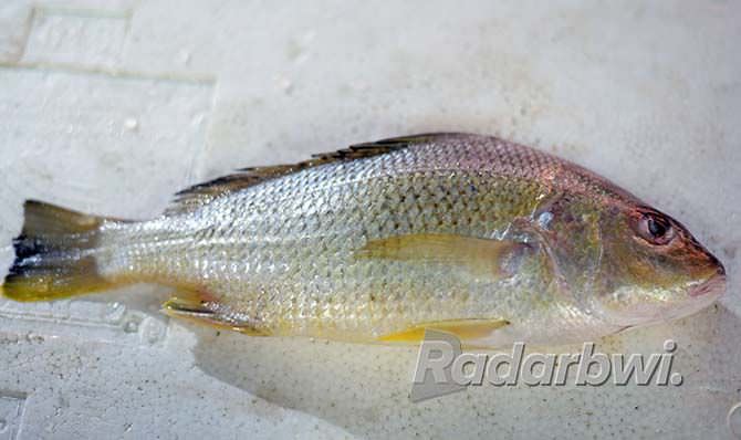 ikan-kakap-merah-garing-di-luar-lembut-di-dalam