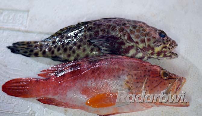 ikan-kerapu-dimasak-pedas-manis-tambah-nikmat