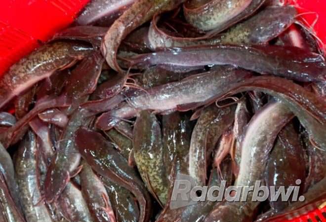 ikan-lele-ditusuk-bambu-agar-tak-melengkung