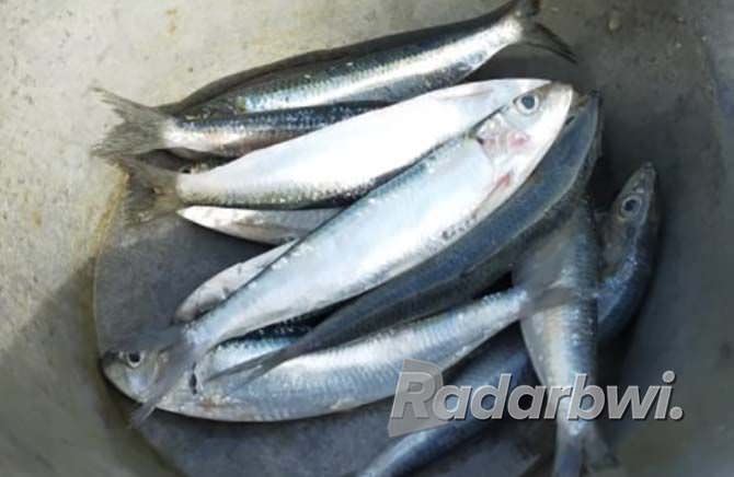 ikan-lemuru-sedap-dipanggang-dengan-sambal-kecap