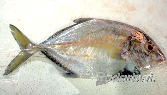 ikan-putihan-disukai-karena-lembut-dan-tidak-berair