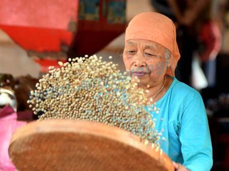 beda-cara-roasting-arabika-dan-robusta