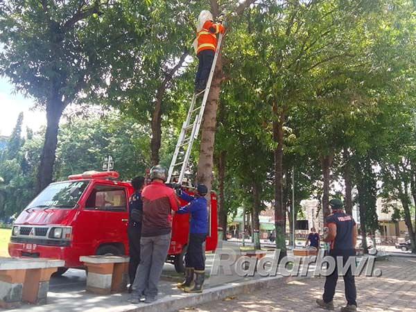 cerita-evakuasi-dua-sarang-tawon-vespa-di-alun-alun-kota-situbondo
