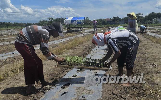harga-semangka-masih-anjlok-petani-tetap-nekat-tanam-lagi