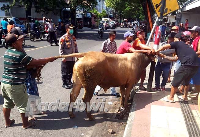 sapi-ngamuk-masuk-toko-roti-takluk-setelah-lehernya-dijerat-tali