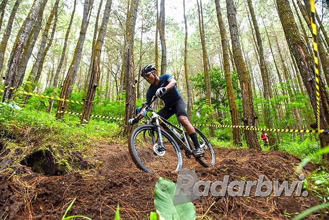 agathis-forest-track-tempat-bersepeda-di-banyuwangi-standar-olimpiade