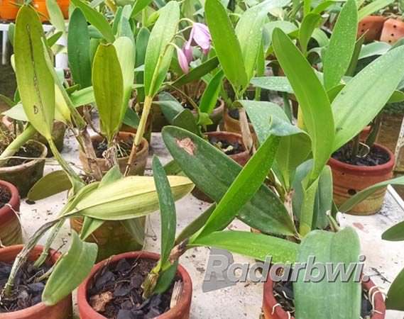 anggrek-cattleya-dijuluki-ratunya-anggrek