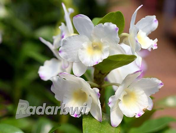anggrek-dendrobium-butuh-sirkulasi-udara-yang-leluasa