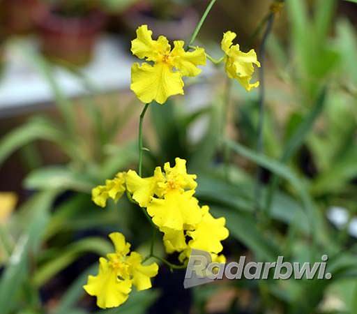 anggrek-oncidium-mudah-diperbanyak-karena-bertunas