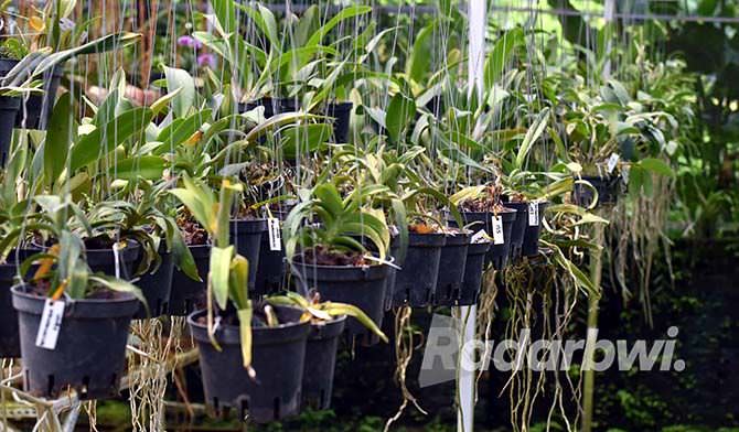 anggrek-vanda-dikenal-lebih-tahan-terhadap-panas