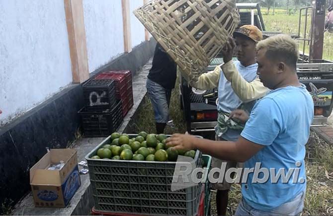 dipasok-luar-kota-harga-buah-jeruk-lokal-tidak-menentu
