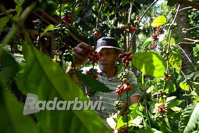 ragam-bisnis-kopi-bermunculan-warung-kedai-hingga-kafe