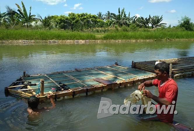 manfaatkan-sungai-untuk-budidaya-ikan