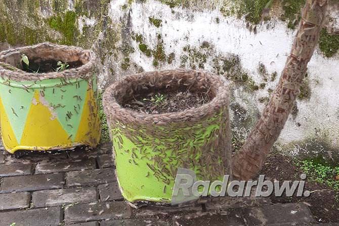 ribuan-ulat-bulu-resahkan-warga-dawuhan