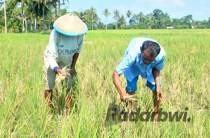 GAGAL PANEN: Sanen (kiri) dan Paiman menunjukkan tanaman padinya di Dusun Darungan, Desa Tegalarum, Kecamatan Sempu yang tidak bisa dipanen karena rusak diserang hama, Senin (23/5). (Salis Ali/Radar Genteng)