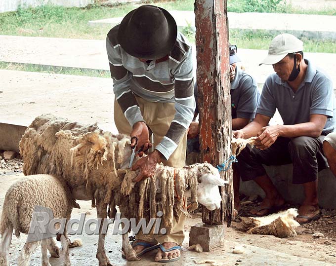 BARBER: Lasmidi mencukur kambing di Pasar Hewan, Genteng Wetan, Kecamatan Genteng, Kamis (19/5). (Salis Ali/RadarBanyuwangi.id)