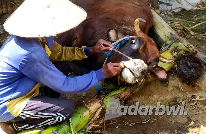 GEJALA PMK : Satu ekor sapi milik warga ambruk dan tidak bisa berdiri di Desa Peleyan, Kecamatan Panarukan, Rabu (8/6) kemarin. (Iwan Feriyanto/Radar Situbondo)