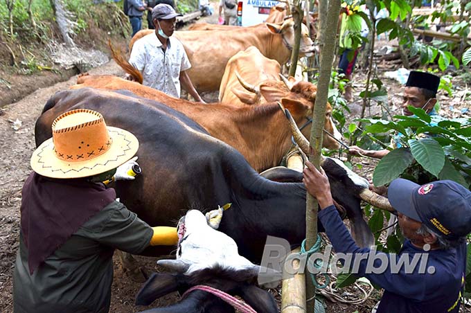 Medik Veteriner dari Dinas Pertanian dan Pangan menyuntikan obat untuk hewan ternak sapi milik warga Lingkungan Papring, Kelurahan Kalipuro, Banyuwangi. Semua peternak wajib memiliki surat keterangan kesehatan. (Ramada Kusuma/Radar Banyuwangi)