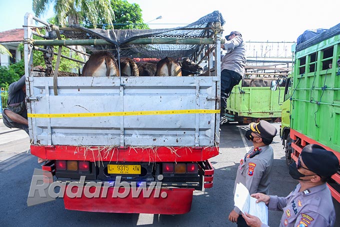 DIKIRIM KE JABAR: Deretan truk pengangkut sapi dari Bali berhenti di dekat pintu keluar ASDP Ketapang Selasa (7/6). Selanjutnya, sapi-sapi tersebut diperiksa petugas karantina hewan. (Ramada Kusuma/Radar Banyuwangi)