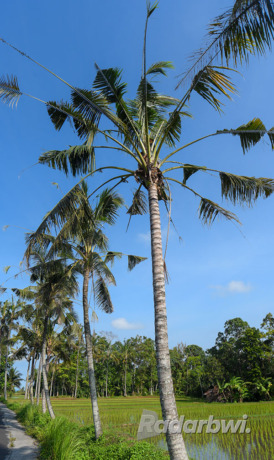 TINGGAL DAUN TUA: Deretan pohon kelapa yang tumbuh di Desa Kemiren, Kecamatan Glagah, tak bisa berbuah karena janurnya banyak yang diambil. (Ramada Kusuma/Radar Banyuwangi)