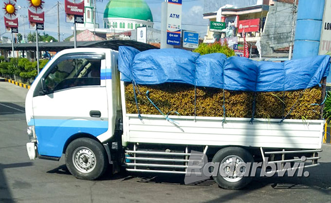 BUTUH KETEGASAN: Pengiriman janur ke Bali lewat Pelabuhan ASDP Ketapang tetap aman-aman saja karena tidak ada yang mengawasi. (Ramada Kusuma/Radar Banyuwangi)