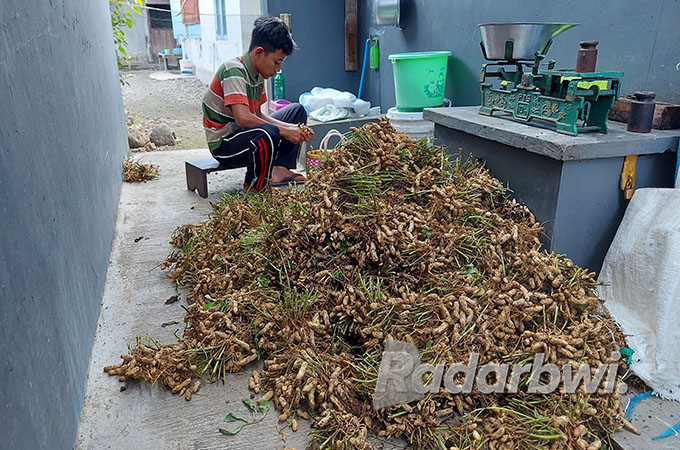 SEGAR: Petani membersihkan kacang tanah yang baru dipanen. (Dedy Jumhardiyanto/Radar Banyuwangi)