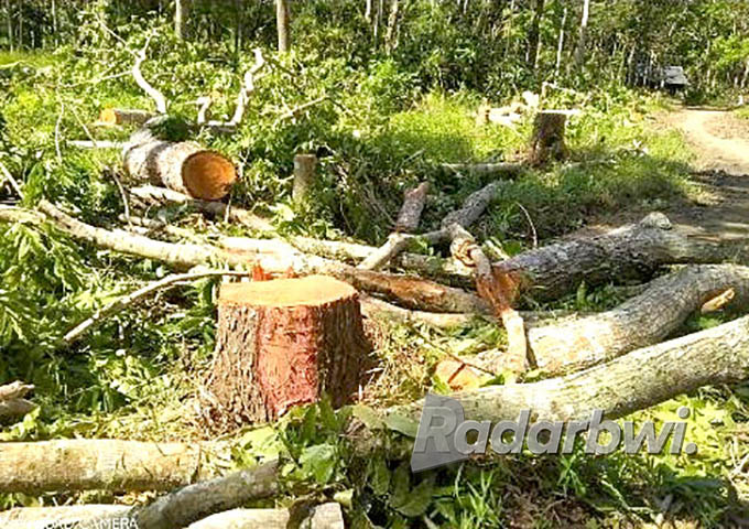 TUMBANG: Pepohonan di hutan petak 81A RPH Silirbaru, BKPH Sukamade, Desa/Kecamatan Pesanggaran banyak yang ambruk karena ditebang orang yang belum jelas pelakunya, Kamis (22/6) lalu. (Perhutani for Radar Banyuwangi)