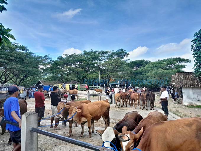 LONGGAR: Pasar Hewan di Desa Karangharjo, Kecamatan Glenmore tampak sepi saat pasaran  kemarin (10/6) (Irham Muzaki/RadarBanyuwangi.id)