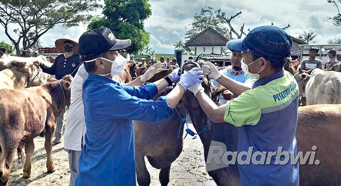 CEK KESEHATAN: Kabid Keswankesmavet Disperta Banyuwangi Nanang Sugiarto (kanan) bersama petugas dari Puskesmas Hewan Kalibaru Samsul saat memeriksa mulut sapi di Pasar Hewan Desa Karangharjo, Kecamatan Glenmore, Jumat (3/6) lalu. (Irham Muzaki/Radar Gente