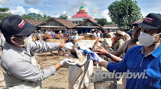 CEGAH PMK: Kabid Keswankesmavet Dinasperta Banyuwangi drh. Nanang Sugiarto saat memeriksa kesehatan sapi di Pasar Hewan Desa Karangharjo, Kecamatan Glenmore pada Jumat (3/6) lalu. (Irham Muzaki/Radar Genteng)