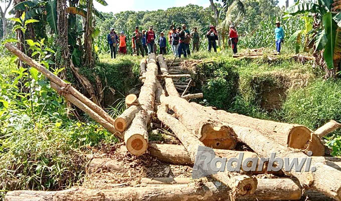 MELINTANG: Gelondongan kayu jati yang dijadikan jembatan di wilayah Perhutani KPH Banyuwangi Selatan, RPH Kesilirbaru, Desa/Kecamatan Pesanggaran, Senin (13/6). (Perhutani for Radar Genteng)