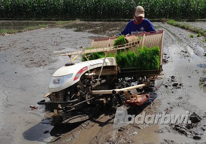 PRAKTIS: Umar Said mengoperasikan mesin penanam bibit padi (rice transplanter) di persawahan Dusun Petahunan, Desa Jajag, Kecamatan Gambiran, Senin (20/6) lalu. (Irham Muzaki/Radar Genteng)
