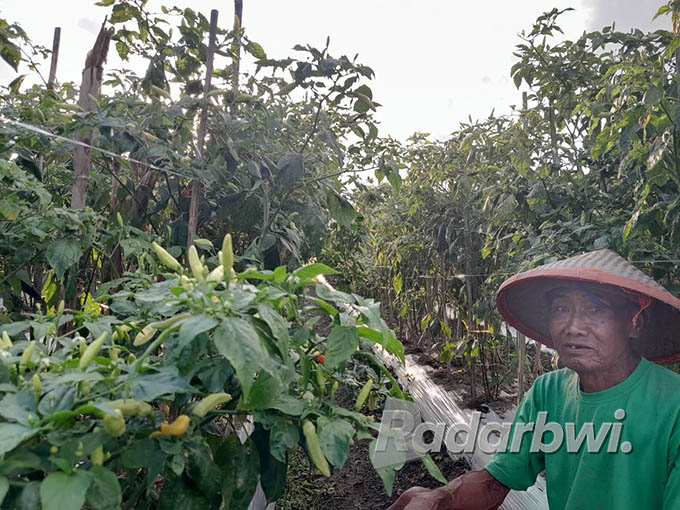 SUBUR: Abdullah saat melihat tanaman cabai miliknya di Dusun Jenisari, Desa Genteng Wetan, Kecamatan Genteng, Rabu (22/6) lalu. (Irham Muzaki/Radar Genteng)