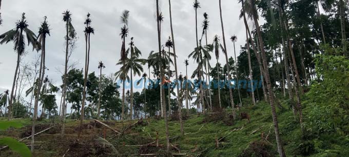 GUNDUL: Pohon kelapa yang tumbuh di area Perkebunan Bumisari rusak parah. Janur dan buahnya dicuri orang. (Sudjarwo For RadarBanyuwangi.id)