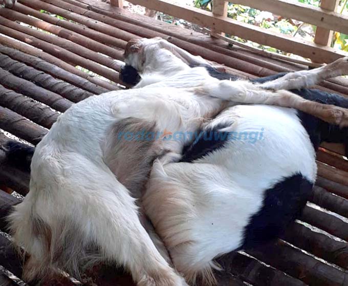 MATI: Kondisi kambing milik Kusayik mendadak mati saat berada di kandang di Desa Segobang, Kecamatan Licin, kemarin (12/6). (Kusayik For RadarBanyuwangi.id)