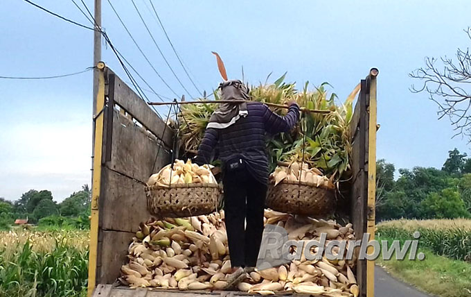 DIPIKUL: Salah satu pekerja kasar mengangkut jagung ke dalam bak truk menggunakan alat tradisional, di Desa Sumberkolak, Kecamatan Panarukan, Selasa (12/7) lalu. (Iwan Feriyanto/Radar Situbondo)
