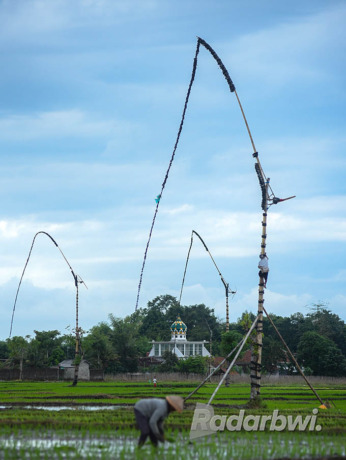 TRADISI LELUHUR: Beberapa unit kiling terpasang di kawasan persawahan di Desa Aliyan, Kecamatan Rogojampi, Banyuwangi. (Ramada Kusuma/Radar Banyuwangi)
