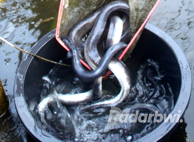 KOMSUMSI: Pekerja memanen ikan sidat dari kolam khusus sebuah perusahaan di Banyuwangi untuk diekspor ke Jepang sebelum masa pandemi lalu. (Dok.Radar Banyuwangi)