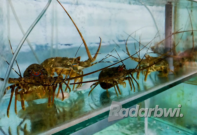 Lobster masih jadi menu favorit di Singapura dan Hongkong. Rupanya, bahan baku menu tersebut banyak disuplai dari Bumi Blambangan.