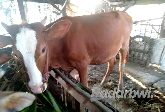 BISA DIKURBANKAN: Kondisi sapi milik warga Desa Gebangan, Kecamatan Panji tampak terlihat sehat dan gemuk, Selasa (5/7). (Iwan Feriyanto/Radar Situbondo)