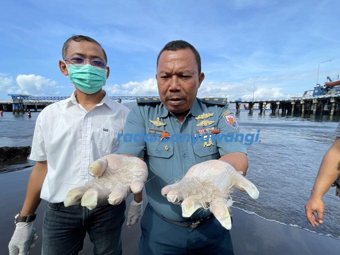 NILAINYA RP 80 JUTA: Palaksa Mayor Laut (T) Hari Handoko menunjukkan baby lobster hasil tangkapan di Purwoharjo. (Fredy Risky/Radarbanyuwangi.id)