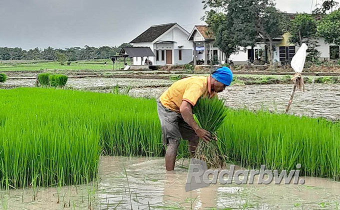 BERLUMPUR: Petani ndaut bibit padi di sawah yang akan ditanam di persawahan Dusun Sidodadi, Desa Tegalharjo, Kecamatan Glenmore, Kamis (14/7). (Irham Muzaki/Radar Genteng)