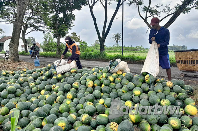 BERTUMPUK: Petani memanen semangka di Dusun Balokan, Desa Dasri Kecamatan, Tegalsari, Jumat (15/7). (Irham Muzaki/Radar Genteng)