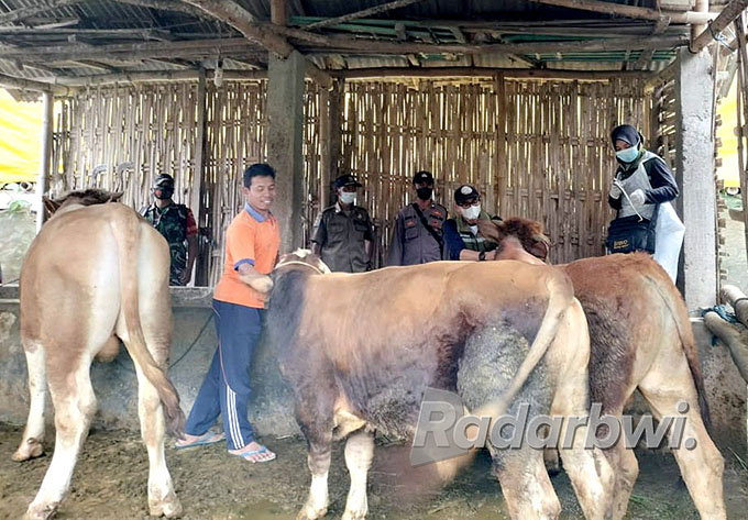 CEGAH PMK: drh. Wiryeni menyuntik  vaksin jenis Aftopor di Desa Jambewangi, Kecamatan Sempu, Jumat (8/7). (Salis Ali/Radar Genteng)